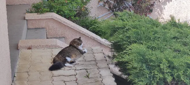 Chatte Perdue 74 Haute-Savoie Annecy - Shania Chatte Perdue 74 Haute-Savoie Annecy - Shania