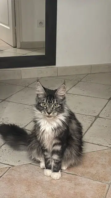 chatte lost   74100 Vétraz-Monthoux Athena