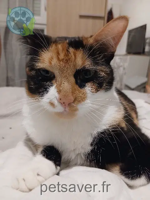 chatte lost 74100 Ambilly Barboucha