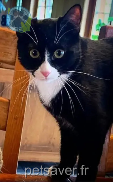 cat lost 74360 Abondance Biggichou cat lost 74360 Abondance Biggichou