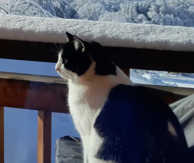chatte lost   74300 Arâches-la-Frasse Bounty