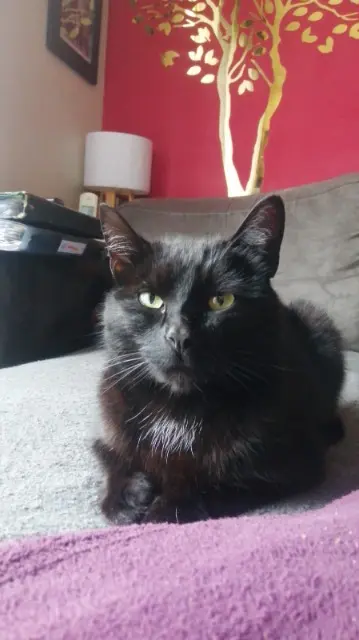 chatte lost   74420 Habère-Poche Cafrine