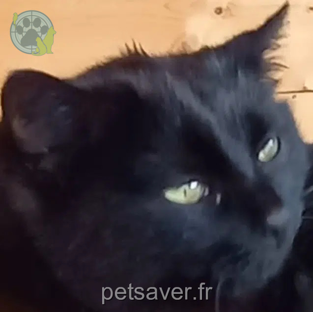 chatte lost   74800 Eteaux Callas