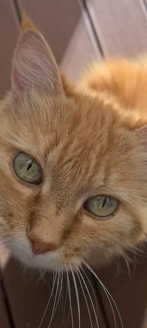 chatte lost   74800 Arenthon Cassis