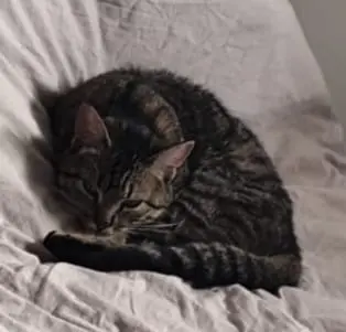 chatte lost   74200 Allinges Chataigne
