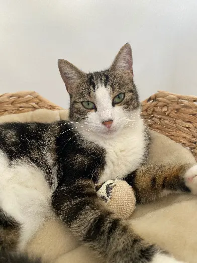 Chatte Perdue 74 Haute-Savoie - Chipie Chatte Perdue 74 Haute-Savoie - Chipie