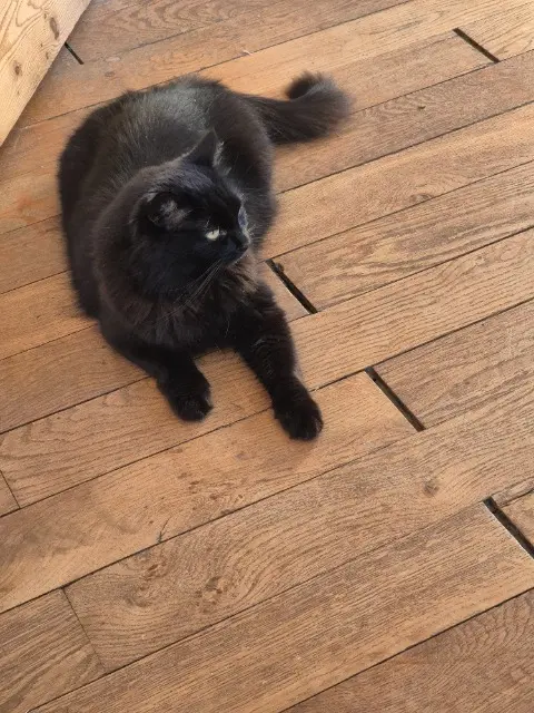 chatte lost   74410 Saint-Jorioz Chloroquine