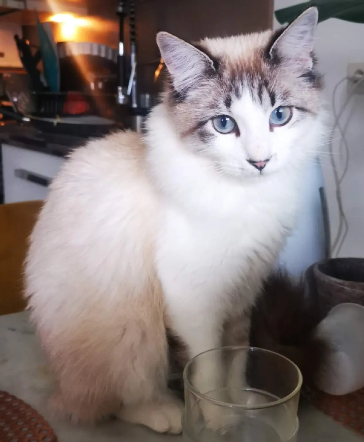 Chatte Perdue 74 Haute-Savoie - Comtesse Chatte Perdue 74 Haute-Savoie - Comtesse