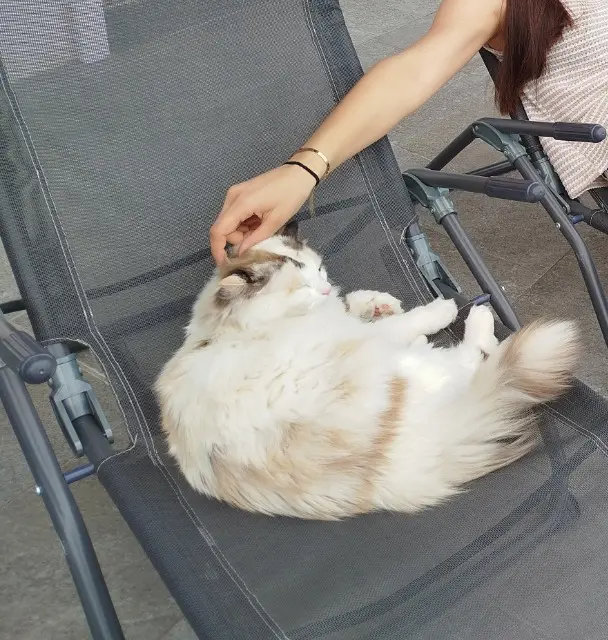 chatte lost   74270 Menthonnex-sous-Clermont Duchesse