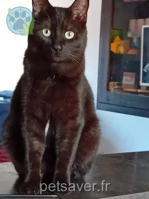 gata perdida 74200 Thonon-les-Bains Fantomette gata lost 74200 Thonon-les-Bains Fantomette
