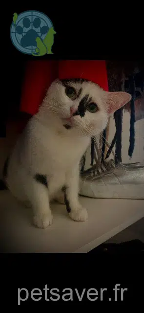 gata lost   74800 Saint-Pierre-en-Faucigny Felissi
