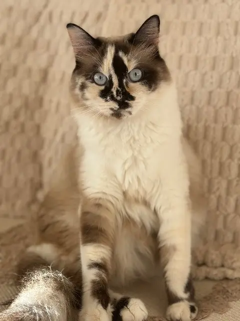chatte lost   74240 Gaillard Fifi