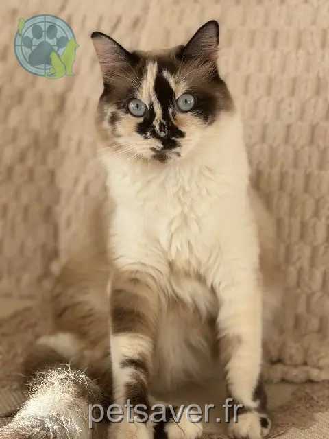 gata perdida 74240 Gaillard Fifi gata lost 74240 Gaillard Fifi