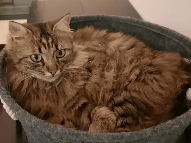 chatte lost   74570 Fillière Mina