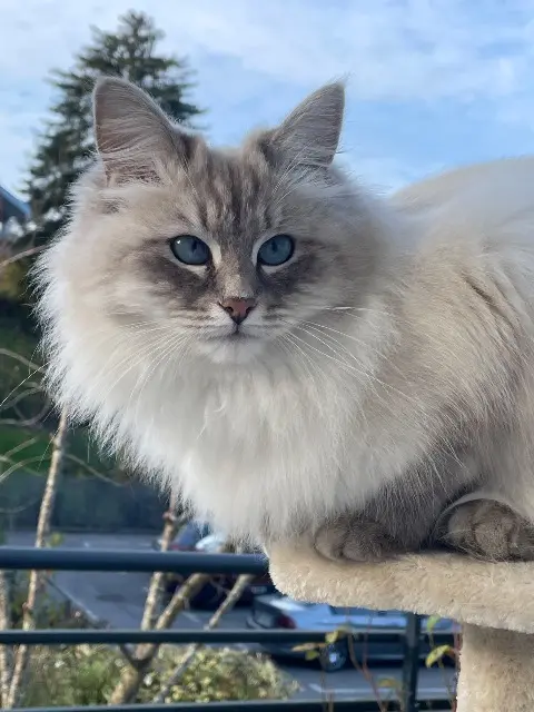 chatte lost   74570 Fillière Ulna