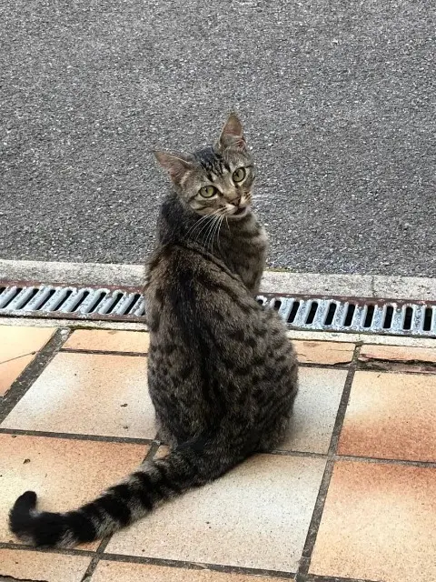 cat lost 74570 Fillière Upsy cat lost 74570 Fillière Upsy