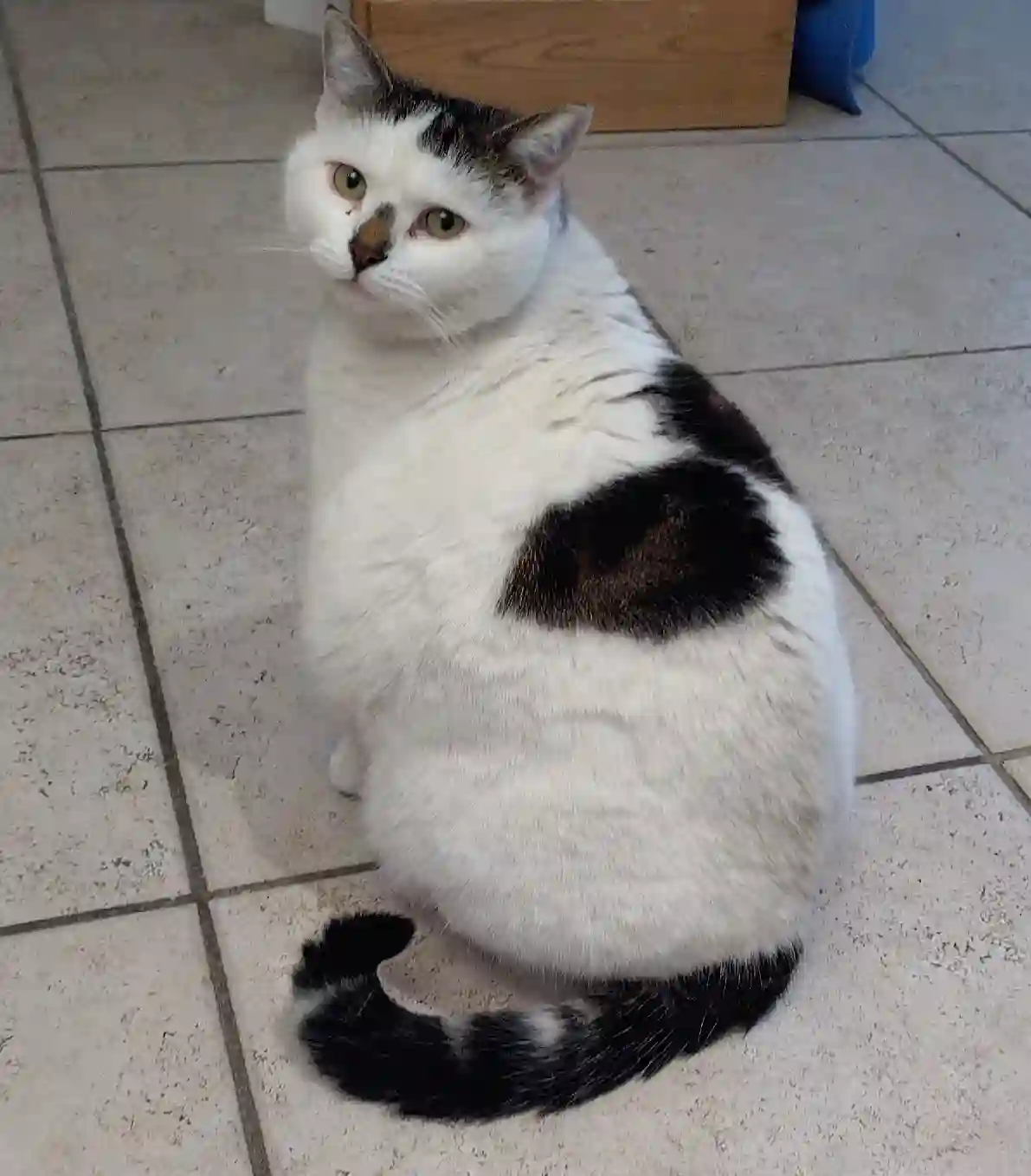 Chatte Perdue 74 Haute-Savoie - Fiona Chatte Perdue 74 Haute-Savoie - Fiona