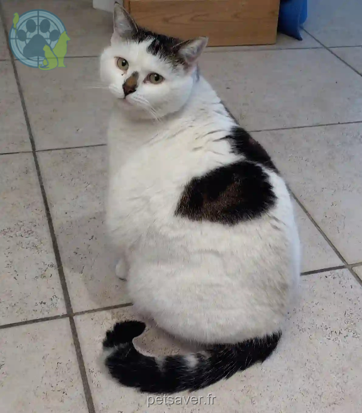 Chatte Perdue 74 Haute-Savoie - Fiona Chatte Perdue 74 Haute-Savoie - Fiona