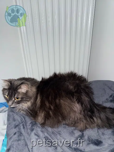 chatte lost   74350 Cruseilles Floupy