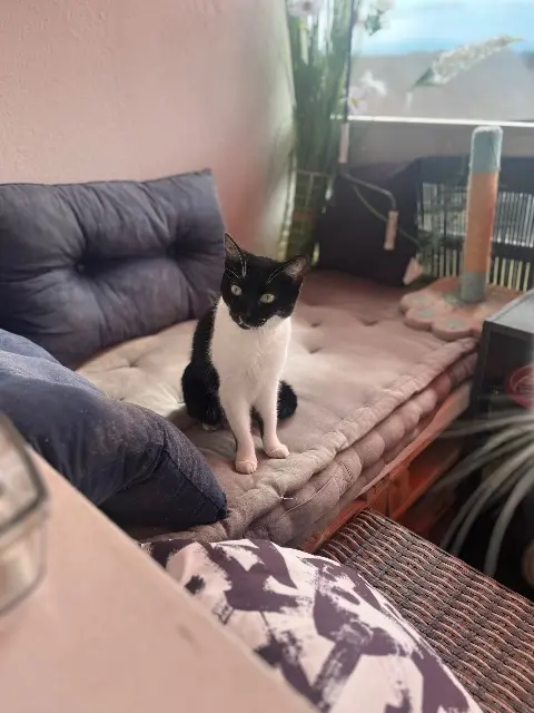 chatte lost   74100 Ville-la-Grand Hella