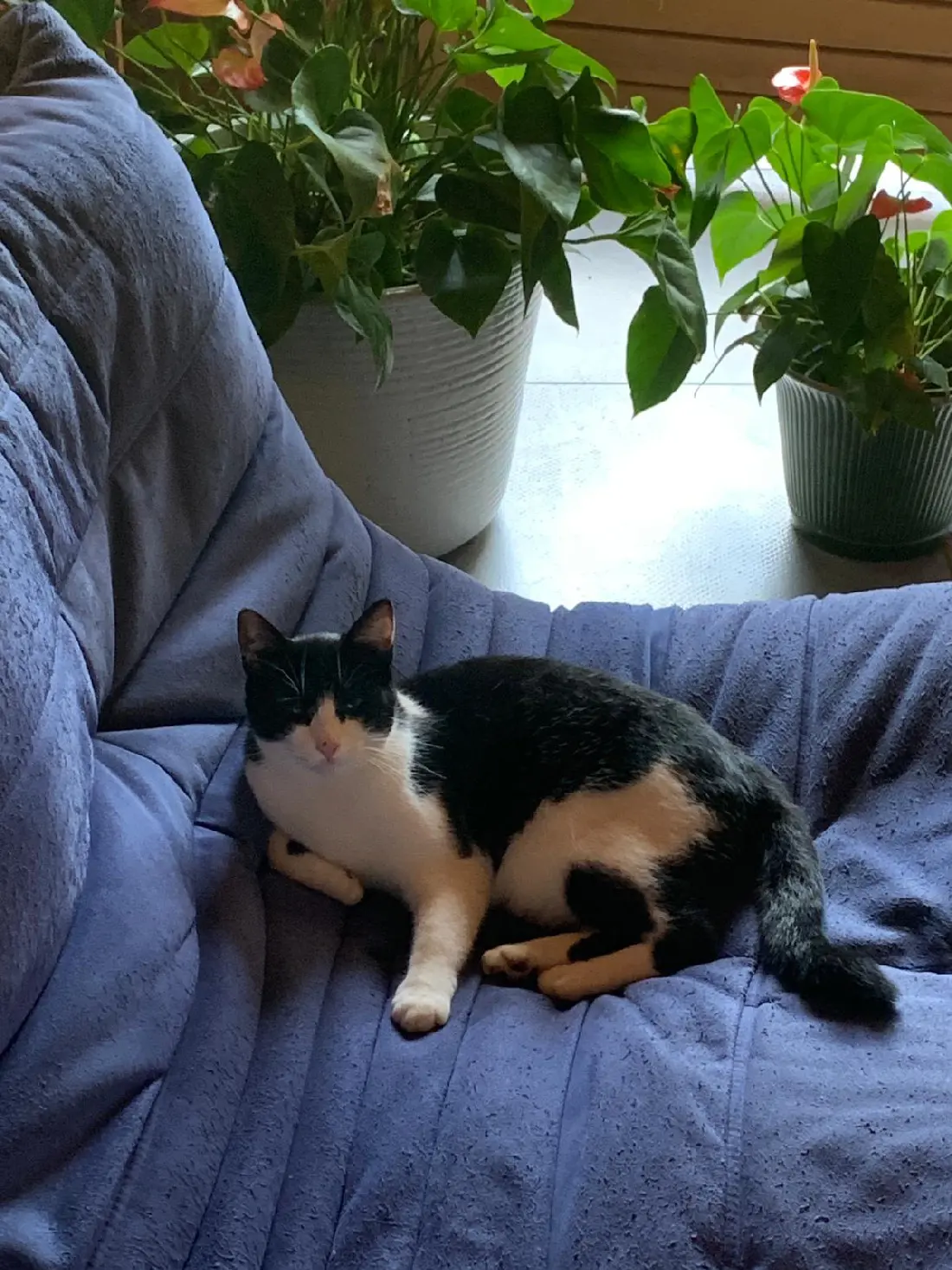 Chatte Perdue 74 Haute-Savoie - Hysope Chatte Perdue 74 Haute-Savoie - Hysope