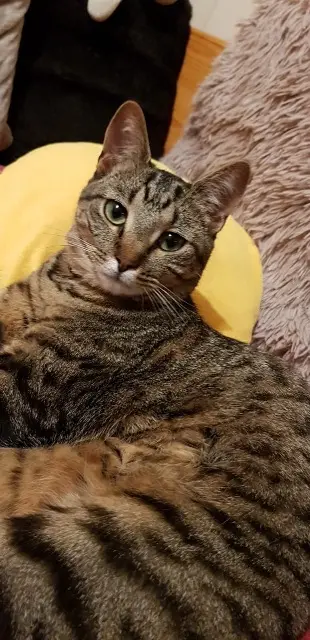 chatte lost   74140 Douvaine Ivy