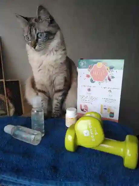 Chatte Perdue 74 Haute-Savoie - Kahina Chatte Perdue 74 Haute-Savoie - Kahina
