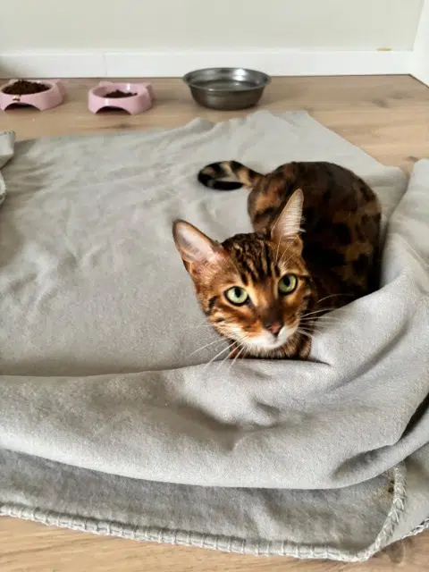 chatte lost   74200 Margencel Kenya