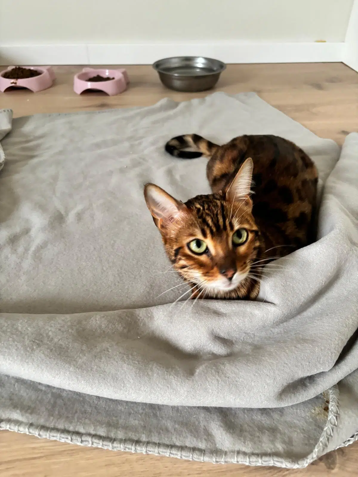 chatte lost   74200 Margencel Kenya