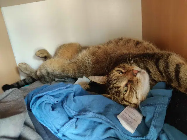 chatte lost   74100 Annemasse Khira