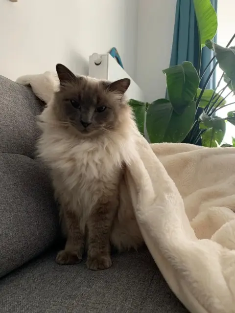 chatte lost   74120 Megève Kitsoune