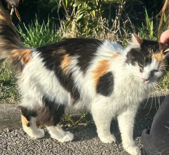 cat lost 74330 Poisy Kitty cat lost 74330 Poisy Kitty