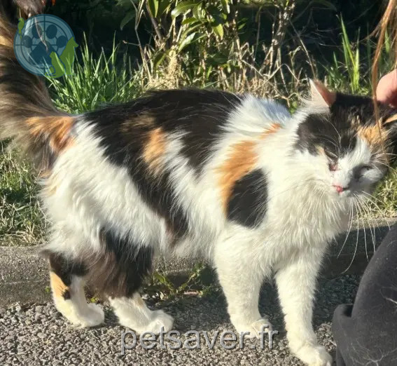 gatta persa 74330 Poisy Kitty gatta lost 74330 Poisy Kitty
