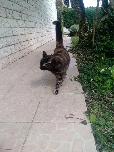 chatte lost   74330 Sillingy Kona