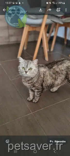 chatte lost   74380 Cranves-Sales Lila