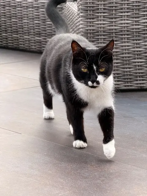 chatte lost   74150 Lornay Lilou