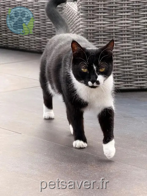 gata perdida 74150 Lornay Lilou gata lost 74150 Lornay Lilou