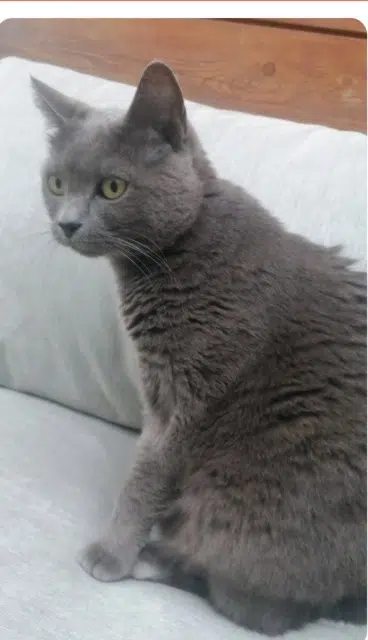 chatte lost   74210 Doussard Loulou