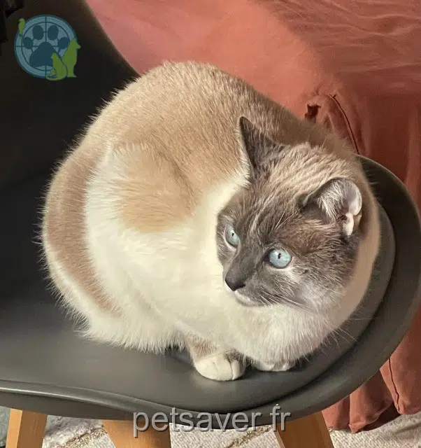 chatte lost   74160 Bossey Louna