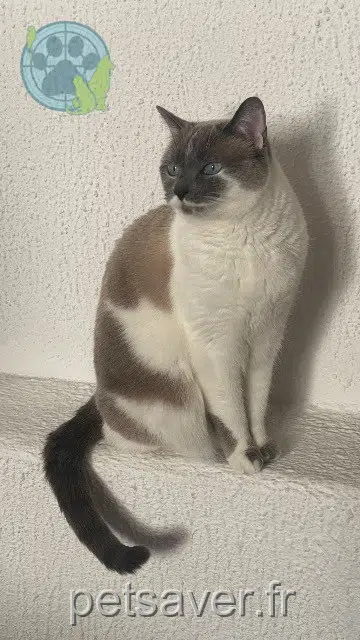 chatte lost   74160 Bossey Louna