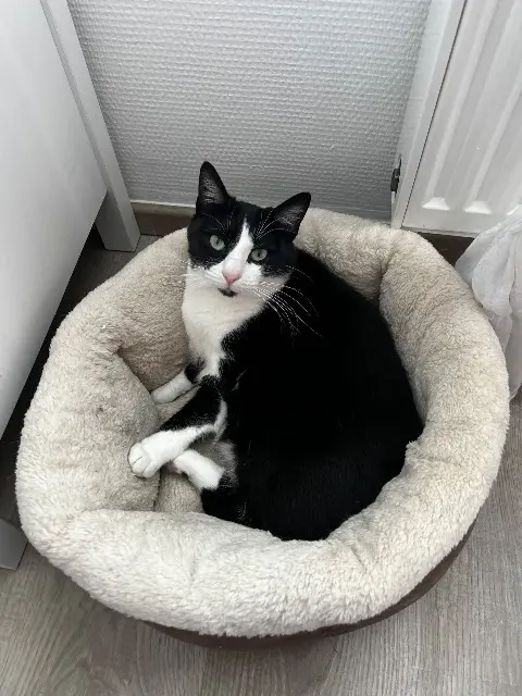 chatte lost   74140 Sciez Luna