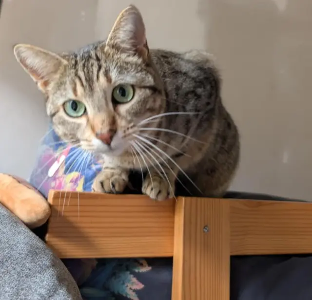 chatte lost   74540 Cusy Luna