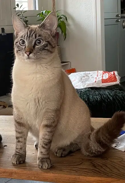 chatte lost   74200 Thonon-les-Bains Madi