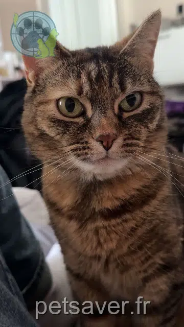 chatte perdue 74100 Annemasse Maya chatte lost 74100 Annemasse Maya