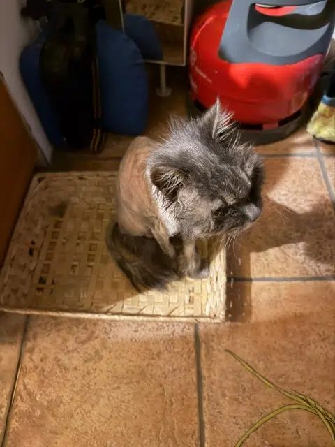 chatte lost   74380 Cranves-Sales Mew