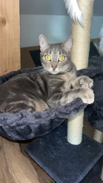 chatte lost   74540 Alby-sur-Chéran Mia