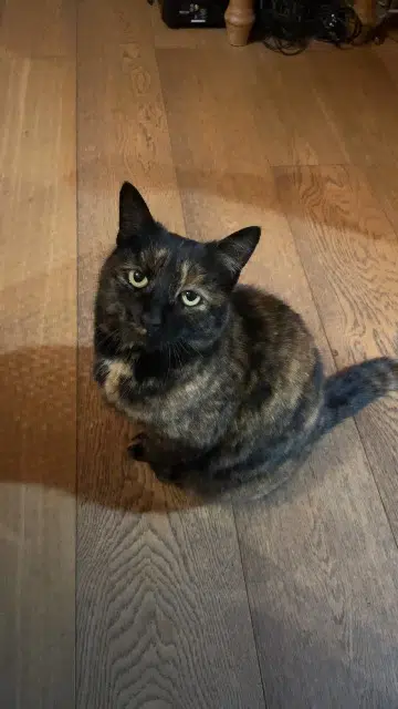 chatte lost   74190 Passy Mia