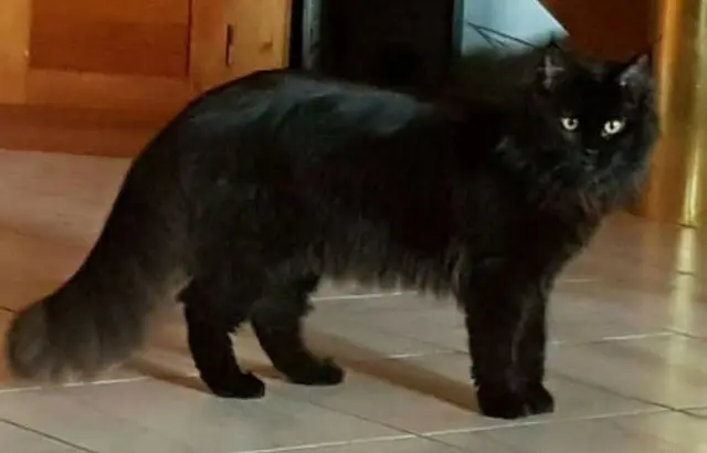 chatte lost   74200 Marin Milka