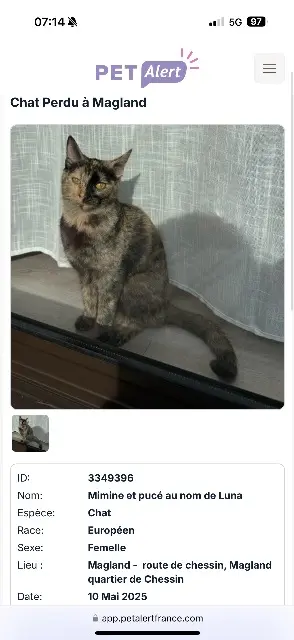chatte lost   74300 Magland Mimine mais pucé au nom de Luna