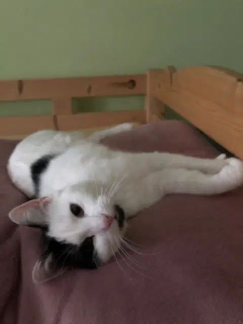 chatte lost   74200 Lyaud Mina